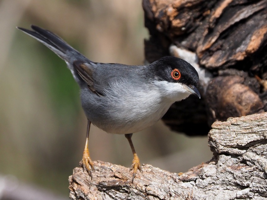 Occhiocotto
